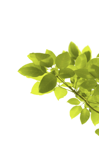 Веточка с листьями