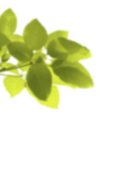 Веточка с листьями